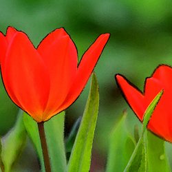 Rote-Spitze-Tulpen