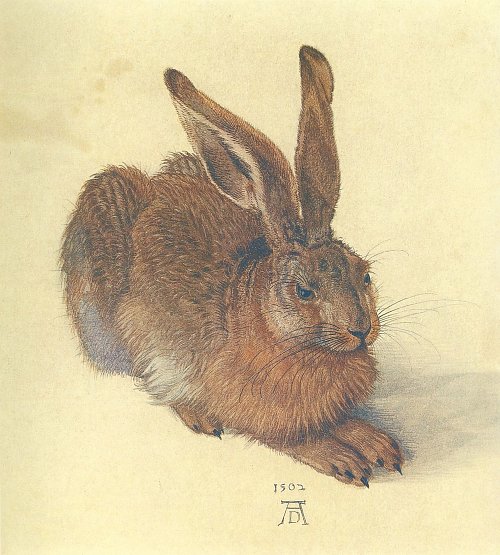 Albrecht Duerer Feldhase Wandbild