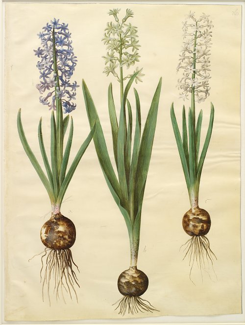 Holtzbecher Johannes Simon Hyacinthoides orientalis simp et pl Wandbild