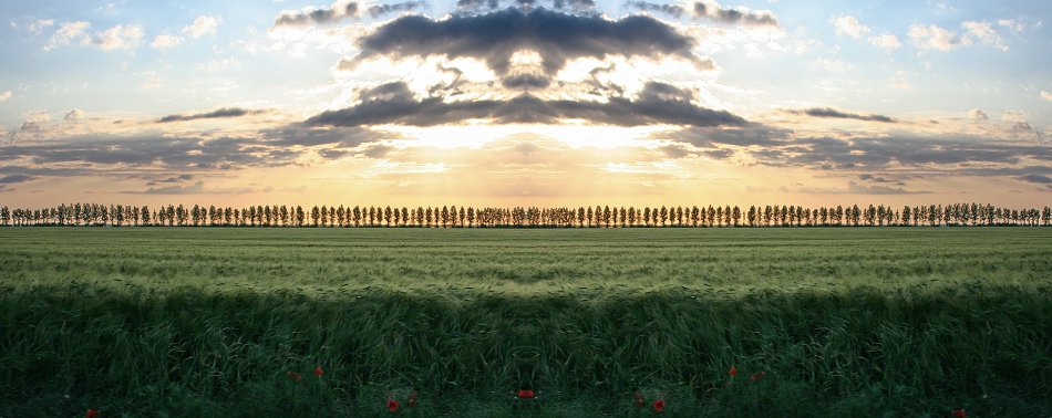 Getreidefeld Landwirtschaft Wandbild