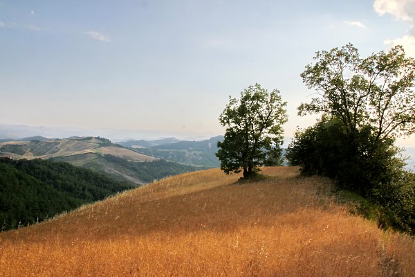 Baum im Kornfeld Wandbild