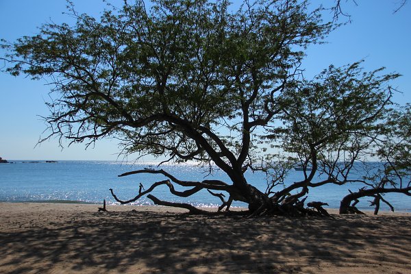 Baum am Meer Wandbild