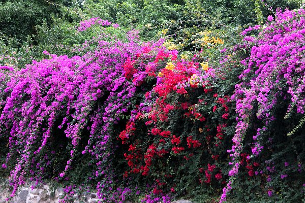 Bougainville Wandbild