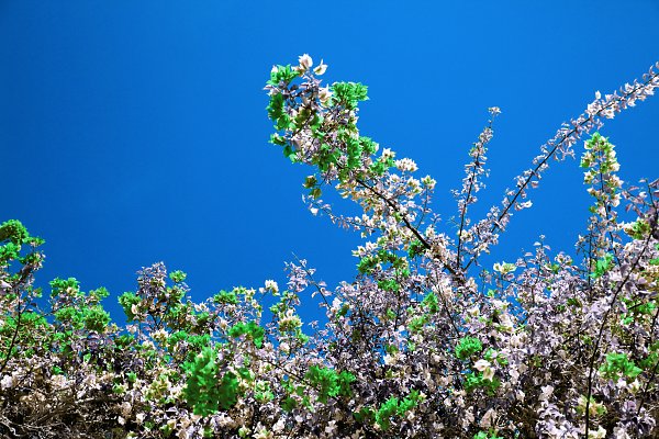 IR0141 Wandbild