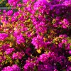 Bougainvillea