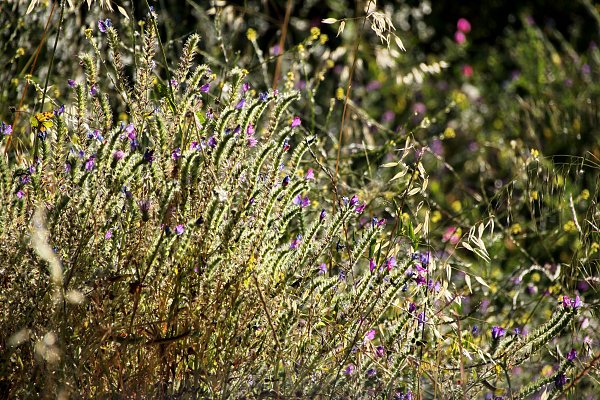 Wildpflanzen Wandbild