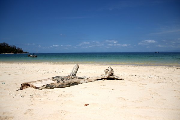 Ast im Sand Wandbild