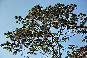 Feigenbaum Wandbild