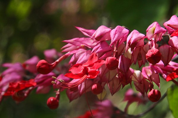 Fuchsie Wandbild