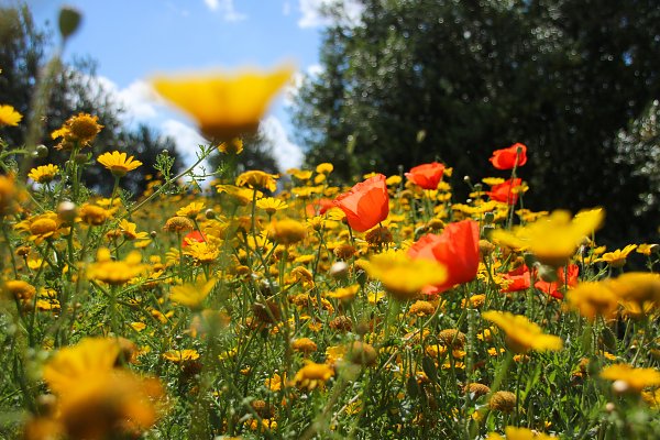 Blumenmischung Wandbild