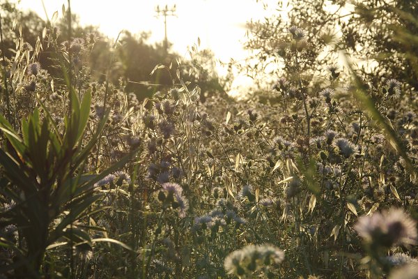 Naturmoment Wandbild