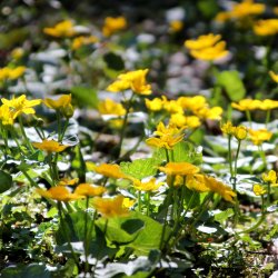 Sumpfdotterblumen