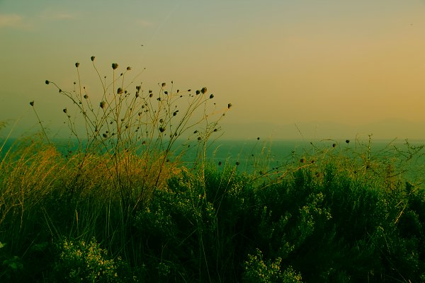 Mediterrane Wildpflanzen Wandbild