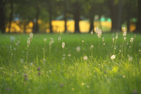 Froehliche Wiese Wandbild