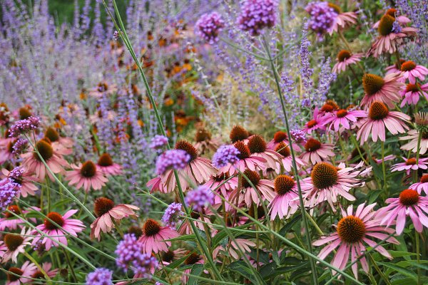 Rosarote Blumen Wandbild