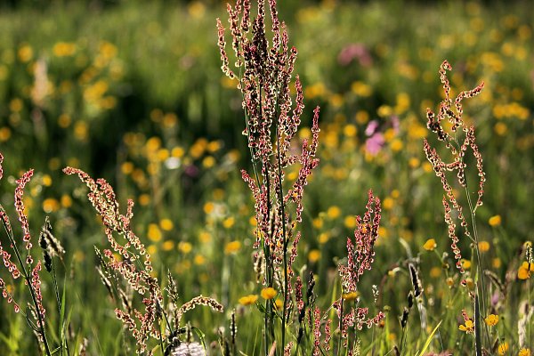 Wildes Gras Bayern Wandbild